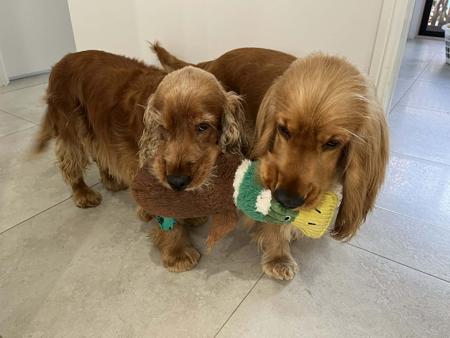 Cocker Spaniel for sale by LIYAMBAI