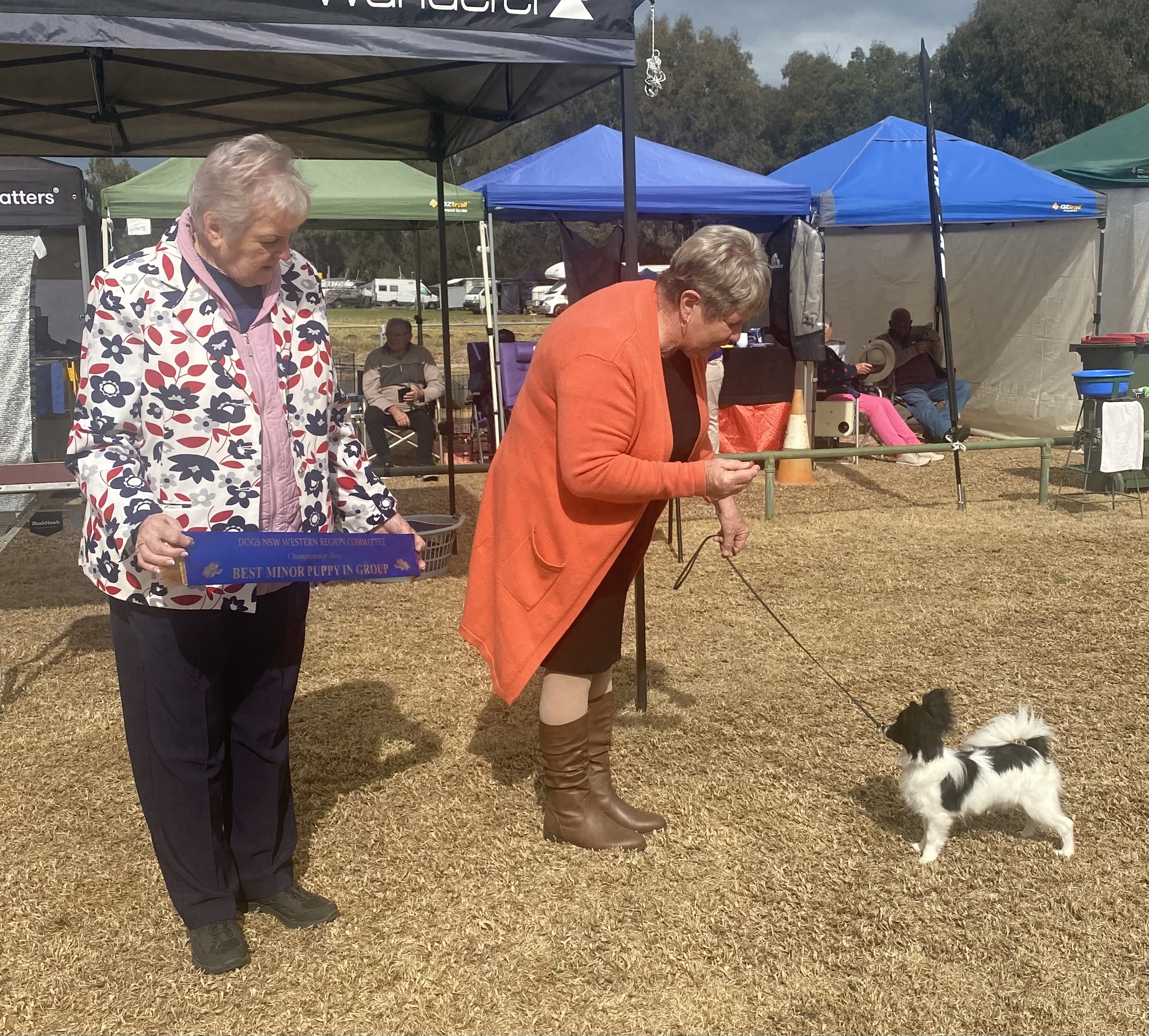 Ch Sabelia Villainous Connection Papillon - Owned by RW & L Corbett