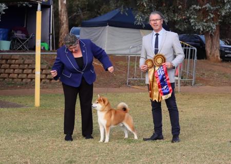 Shiba Inu for sale by YUKAN