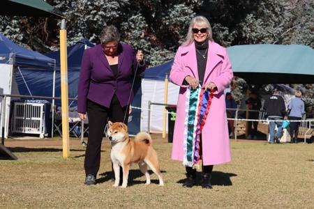 Shiba Inu for sale by YUKAN