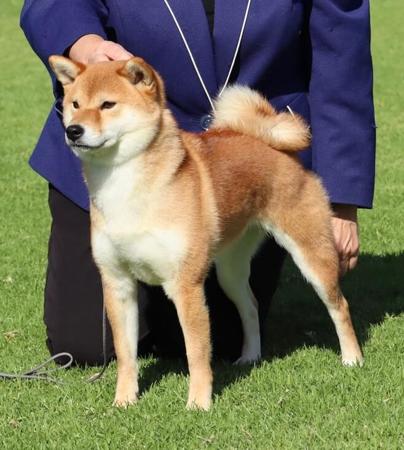 Shiba Inu for sale by YUKAN