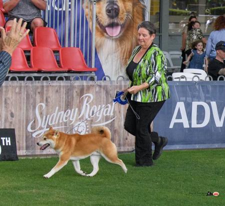 Shiba Inu for sale by YUKAN