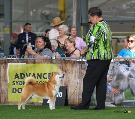 Shiba Inu for sale by YUKAN