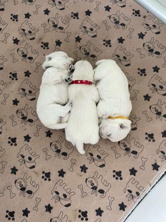 West Highland White Terrier for sale by SIERRAMEA