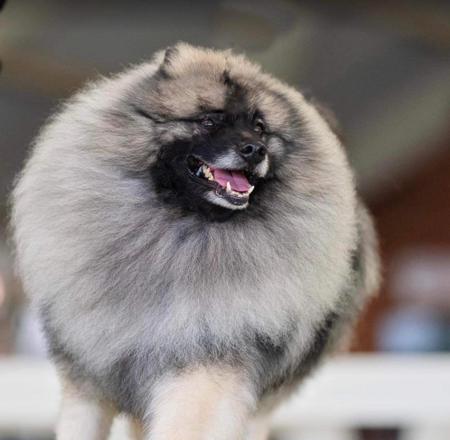 Keeshond puppy for sale by ARRANBRAE