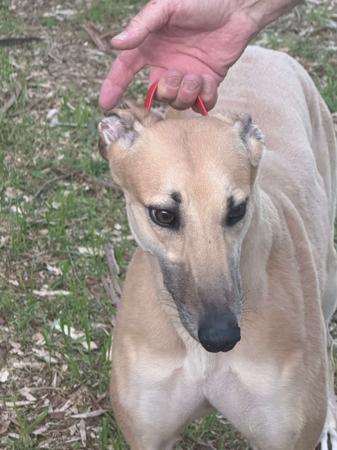 Greyhound puppy for sale by ARRANBRAE