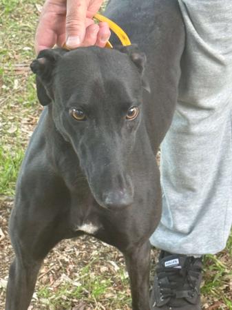 Greyhound dog for sale by ARRANBRAE