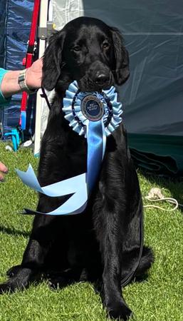 Flat Coated Retriever for sale by STARFLATZ