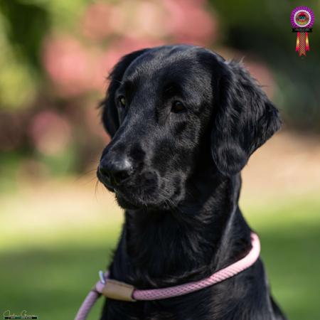 Flat Coated Retriever for sale by STARFLATZ