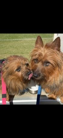 Australian Terrier for sale by KAHEDI