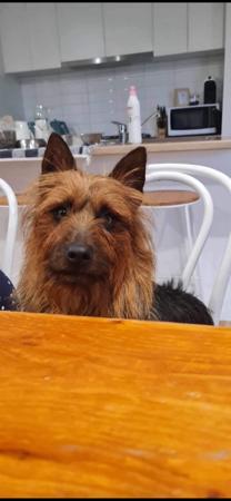 Australian Terrier for sale by KAHEDI