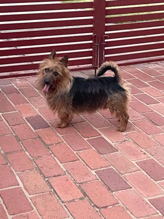 Australian Terrier for sale by KAHEDI
