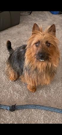 Australian Terrier for sale by KAHEDI