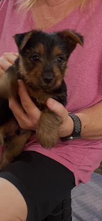 Australian Terrier for sale by 3100052658