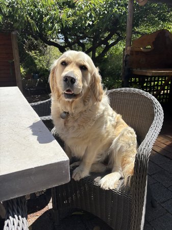 Golden Retriever for sale by BRADLEYMA