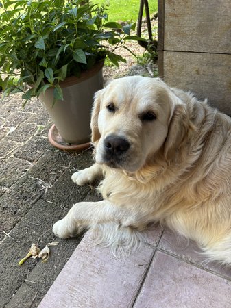Golden Retriever for sale by BRADLEYMA