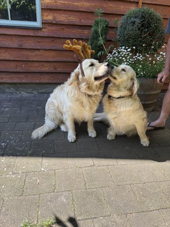 Golden Retriever for sale by BRADLEYMA