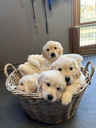 Golden Retriever for sale by BRADLEYMA