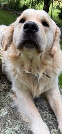Golden Retriever for sale by BRADLEYMA