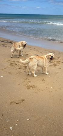 Golden Retriever for sale by BRADLEYMA