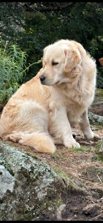 Golden Retriever for sale by BRADLEYMA