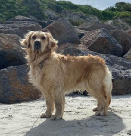 Golden Retriever for sale by GORAEMIST