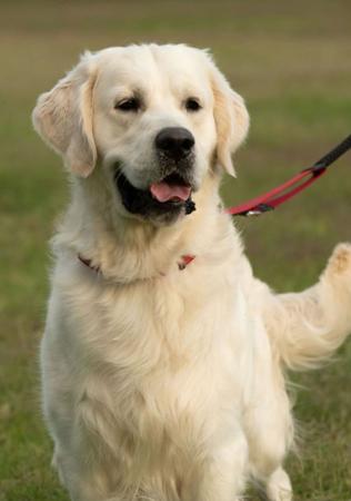 Golden Retriever for sale by GORAEMIST