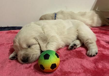 Golden Retriever for sale by GORAEMIST