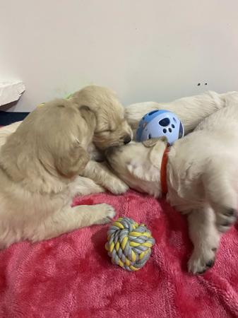 Golden Retriever for sale by GORAEMIST