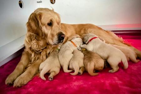 Golden Retriever for sale by GORAEMIST