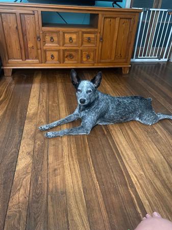 Australian Stumpy Tail Cattle Dog for sale by NOTAILTOTELL