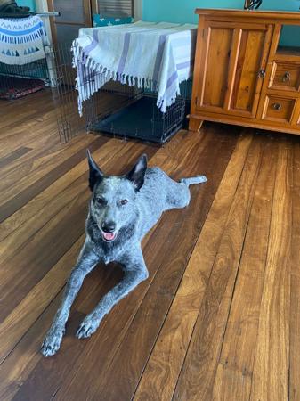 Australian Stumpy Tail Cattle Dog for sale by NOTAILTOTELL