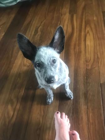 Australian Stumpy Tail Cattle Dog for sale by NOTAILTOTELL