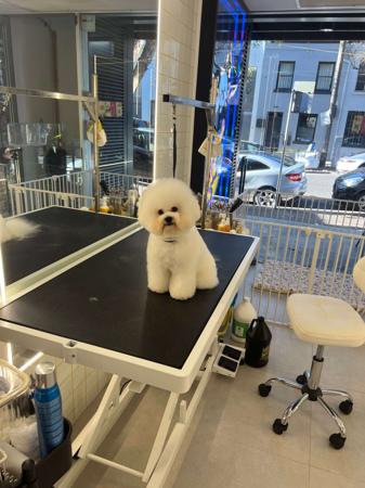 Bichon Frise puppy for sale by FETACHEESE
