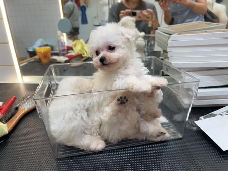 Bichon Frise puppy for sale by JJFREYJA