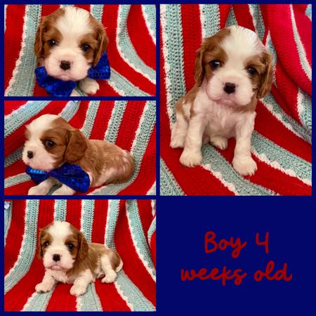 Cavalier King Charles Spaniel puppy for sale by ZESTY