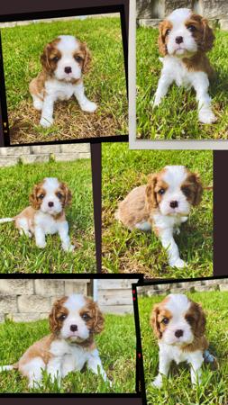 Cavalier King Charles Spaniel puppy for sale by ZESTY