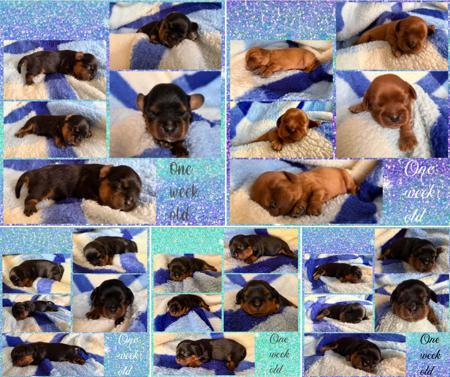 Cavalier King Charles Spaniel puppy for sale by ZESTY