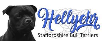 Staffordshire Bull Terrier for sale by HELLYEHR