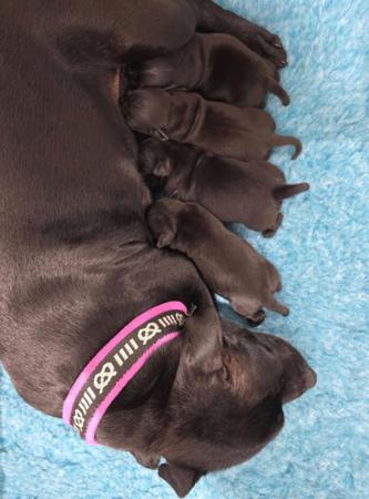 Staffordshire Bull Terrier for sale by HELLYEHR