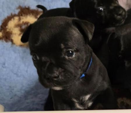 Staffordshire Bull Terrier for sale by HELLYEHR