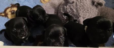 Staffordshire Bull Terrier for sale by HELLYEHR