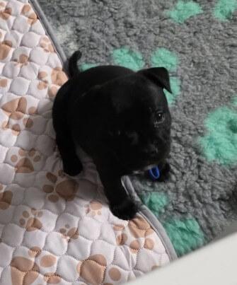 Staffordshire Bull Terrier for sale by HELLYEHR