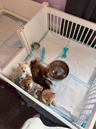 Shiba Inu puppy for sale by KUDAMONO