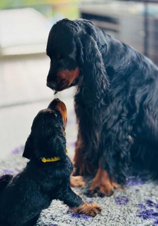 Gordon Setter for sale by ADAWARENNE