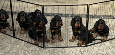 Gordon Setter for sale by ADAWARENNE