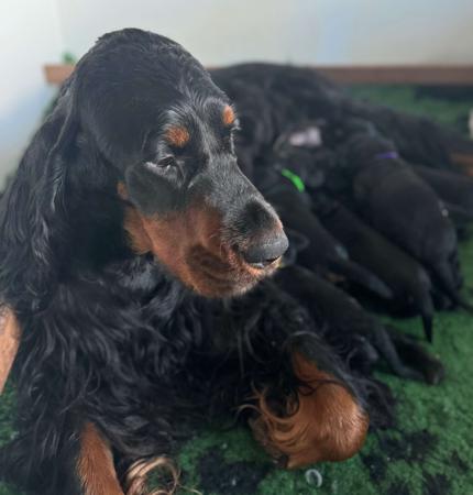 Gordon Setter for sale by ADAWARENNE