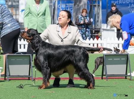 Gordon Setter for sale by ADAWARENNE