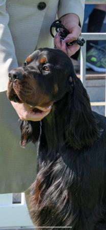 Gordon Setter for sale by ADAWARENNE
