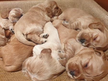 Cocker Spaniel puppy for sale by RAKIURA1